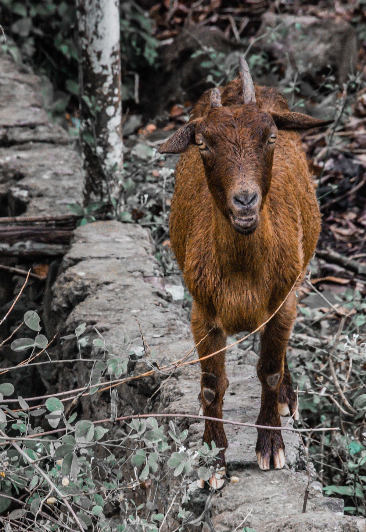 Saba Goat, Dutch Caribbean