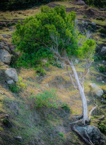 Windswept Cliff Tree, North Coast Trail