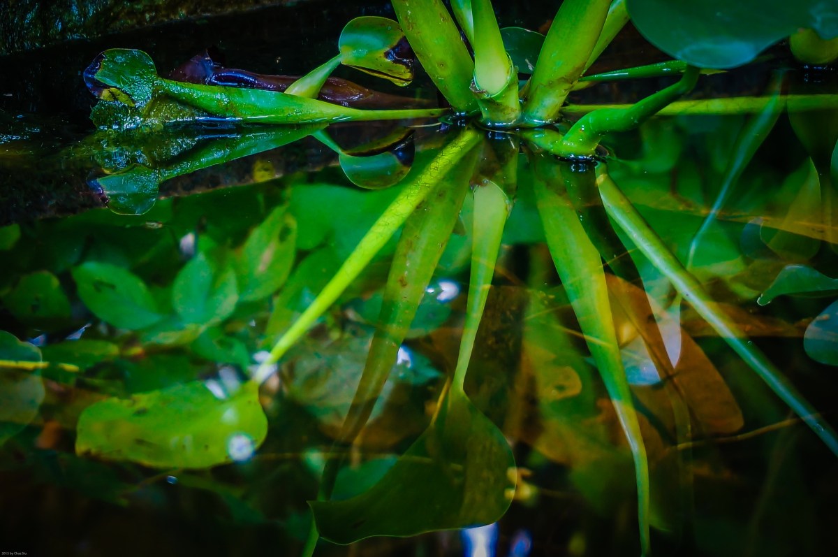 Catch Basin Pond, Windwardside, Saba, Dutch Caribbean