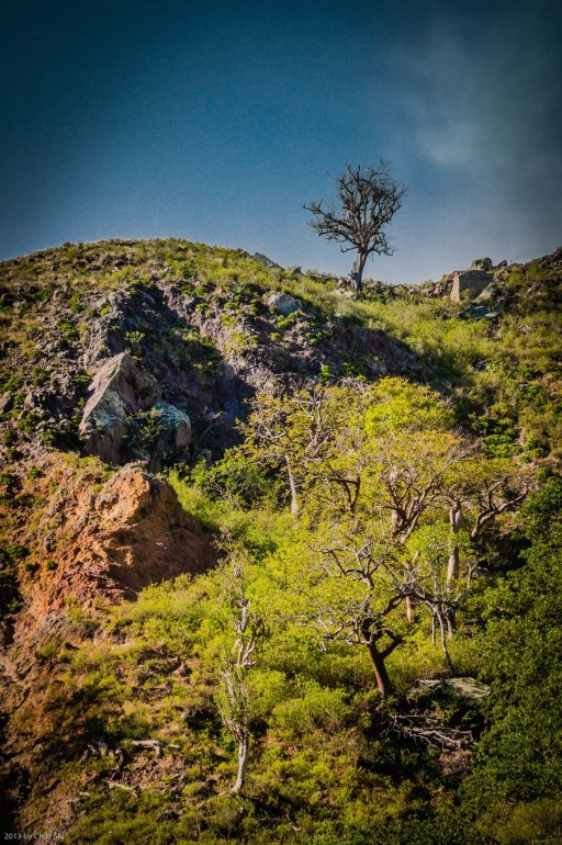One Tree Stands Alone, Saba, Dutch Caribbean
