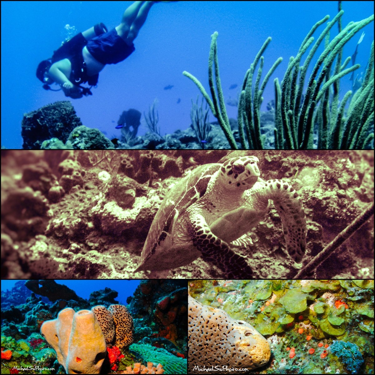 Saba Diving, Photos By Michael Siu