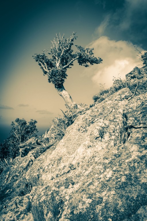 Tree, Paris Hill, Saba, Dutch Caribbean