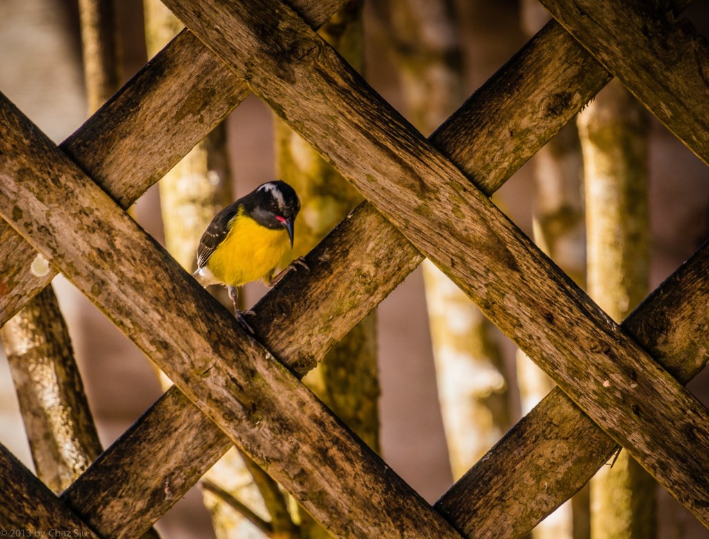 Yellowbreast In Latticework, Saba, Dutch Caribbean