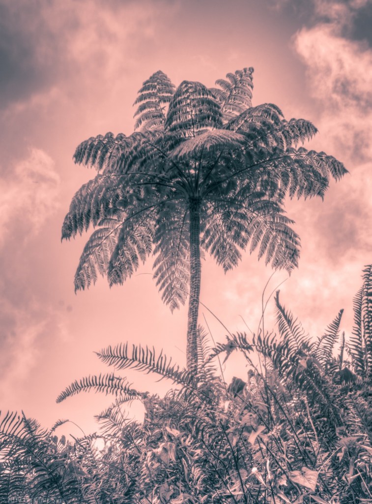 Palm Tree, Mt Scenery, Saba, Dutch Caribbean
