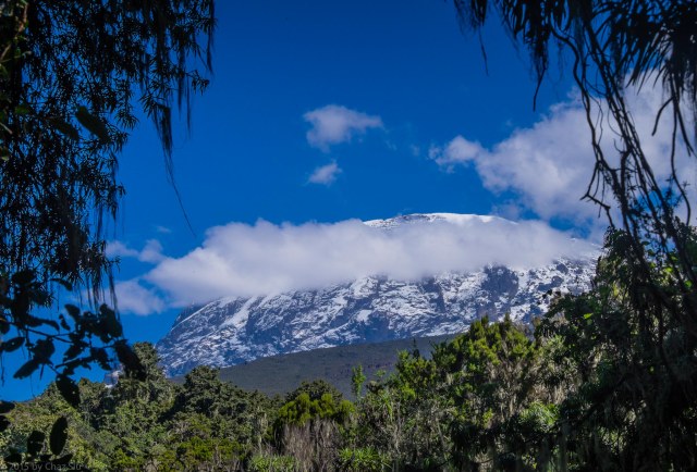 A Final Glimpse Of Kili From The Rainforest