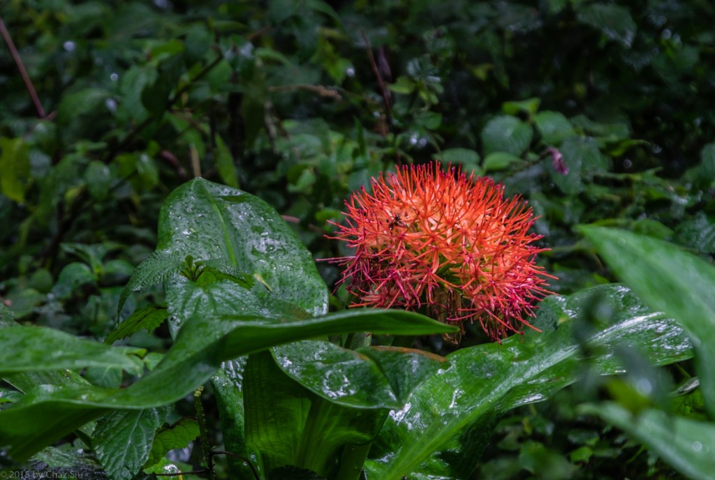African Blood Lily
