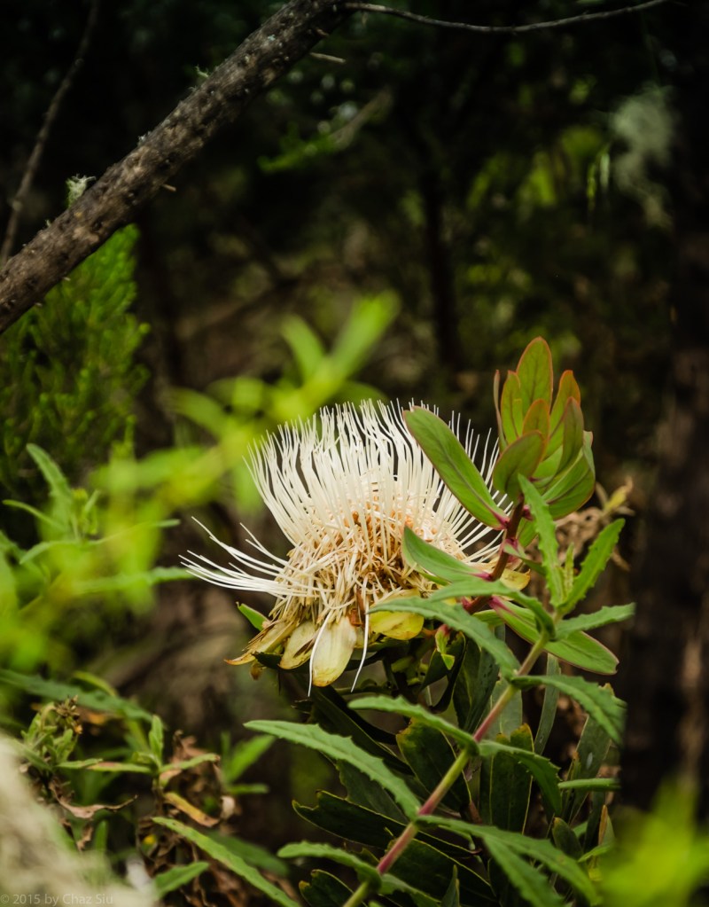 Alpine Sugarbush (Protea Kilimandscharica)