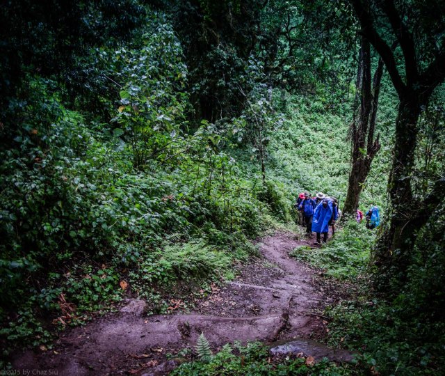 Ascending Pole Pole To Tree Camp