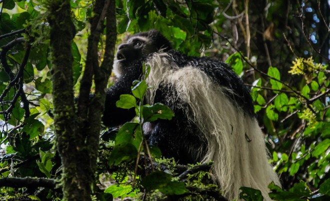 Black and White Colobus Monkey At Tree Camp
