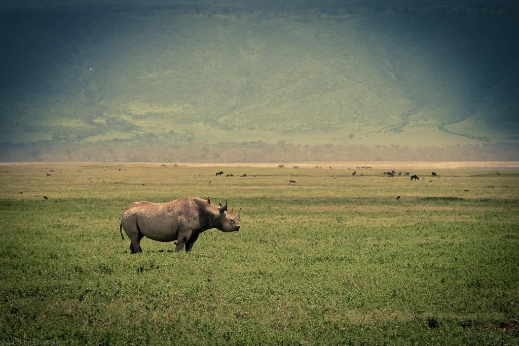Rare Black Rhino On The Plains