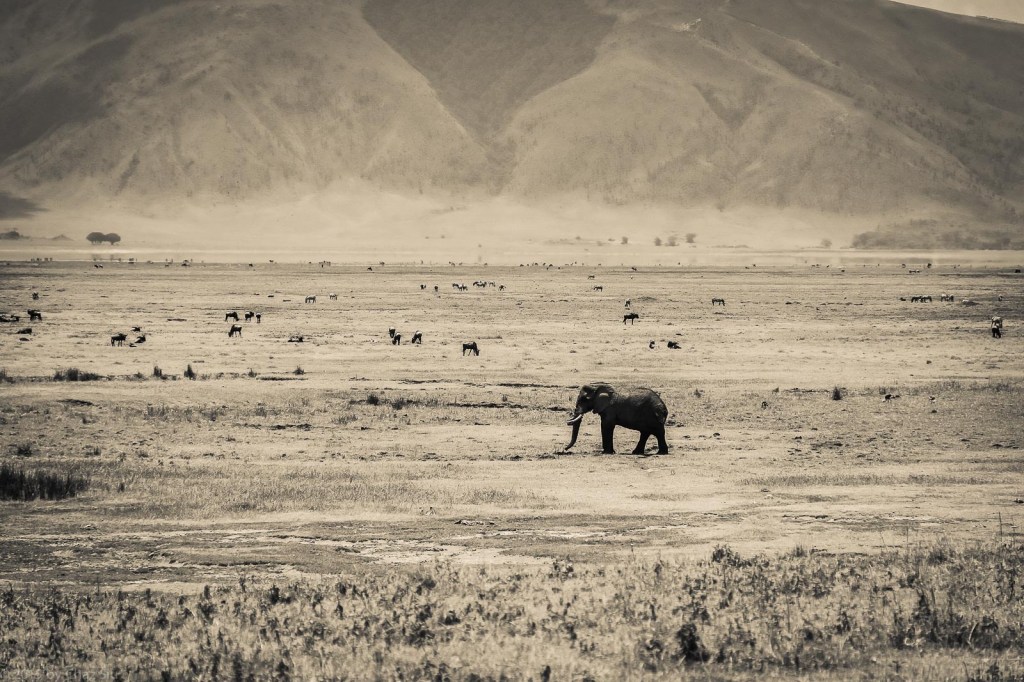 BW Elephants Look Small In The Ngorongoro Crater