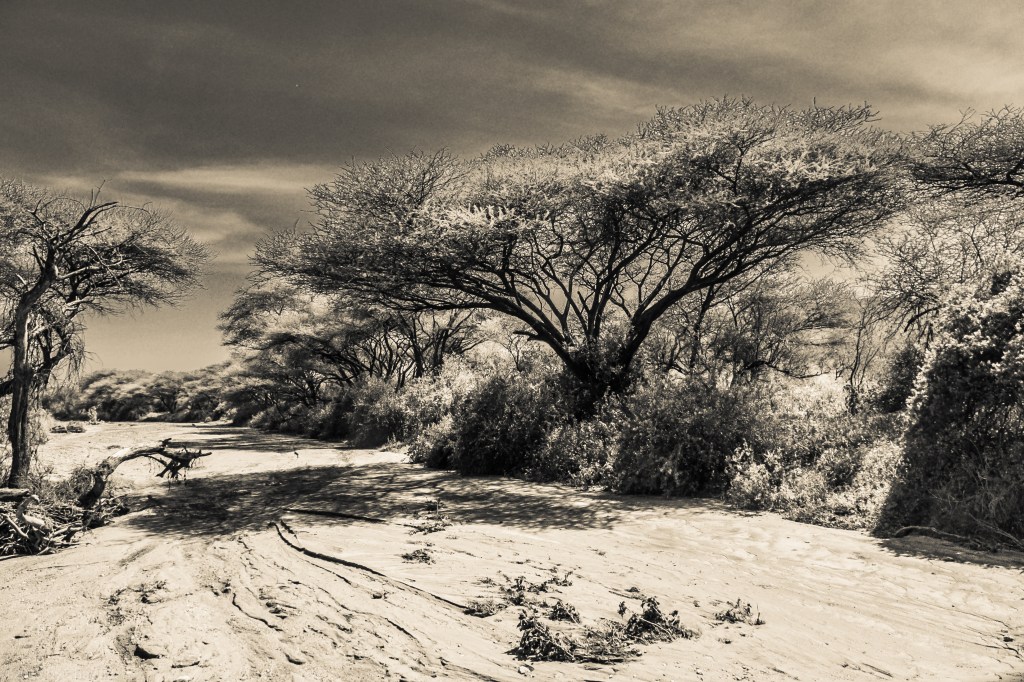 Lake Manyara Acacia Tree Over Riverbed