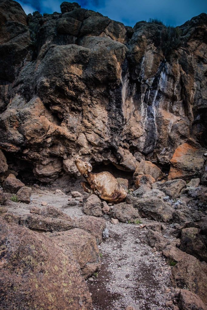 Cape Buffalo Remains On The Ascent To School Hut