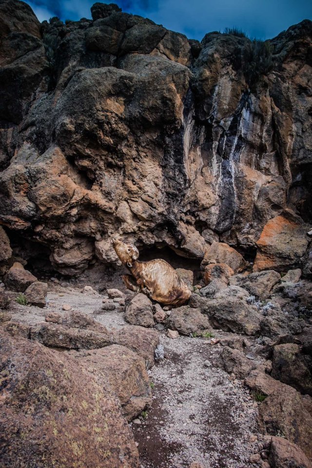 Cape Buffalo Remains On The Ascent To School Hut