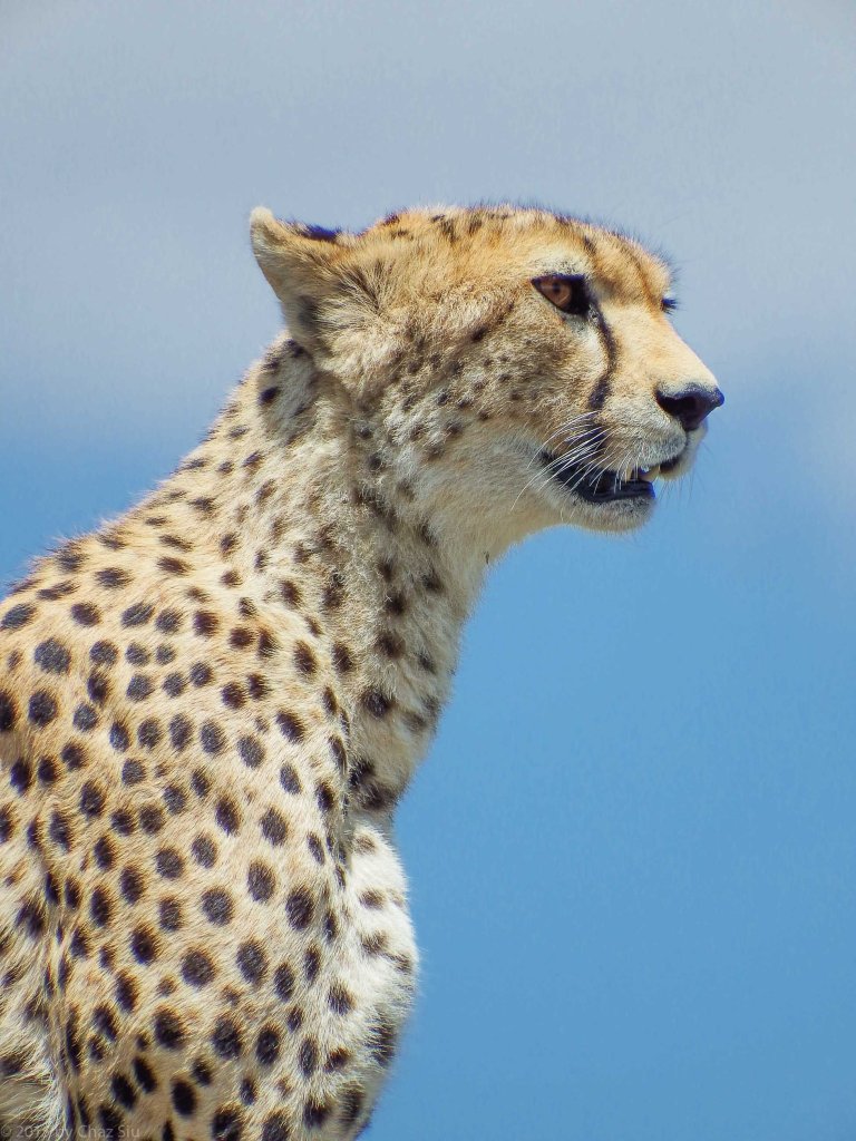 Cheetah Mom - Closeup
