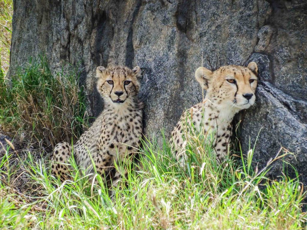 Cheetah Mom and Cub