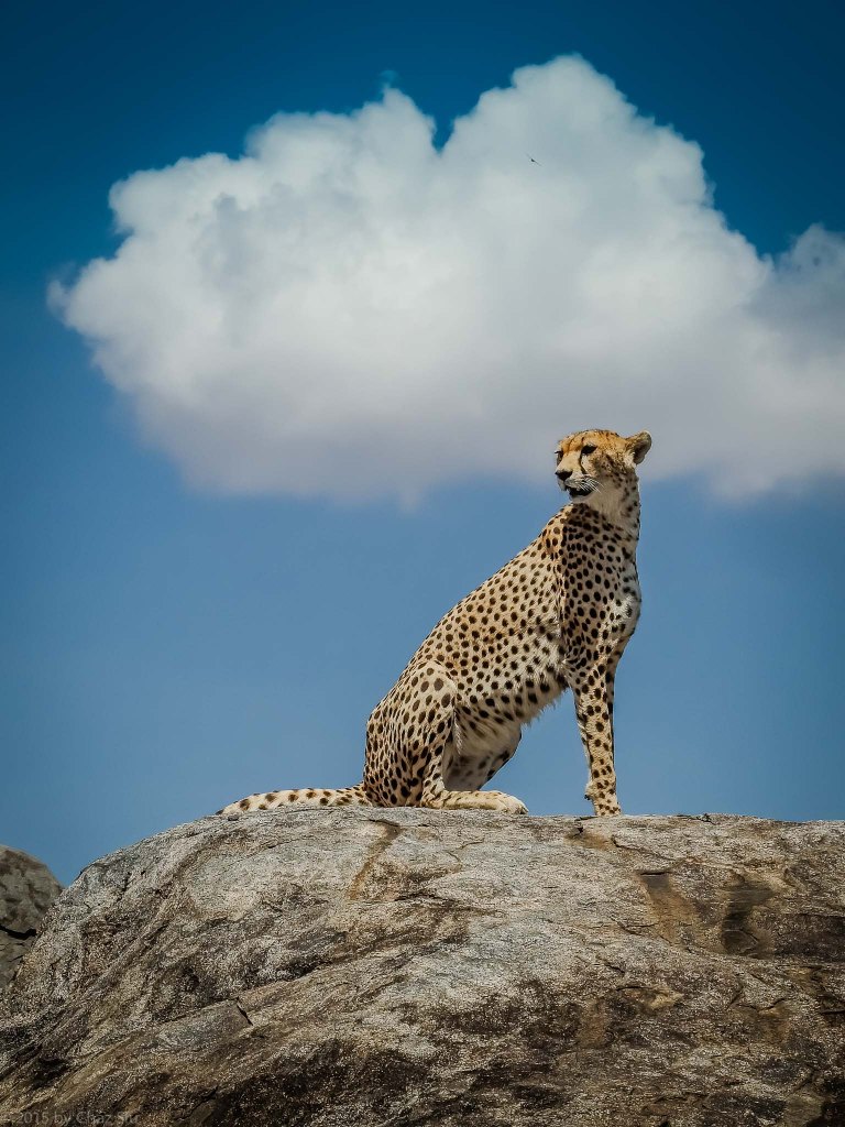 Cheetah Mom On A Rock