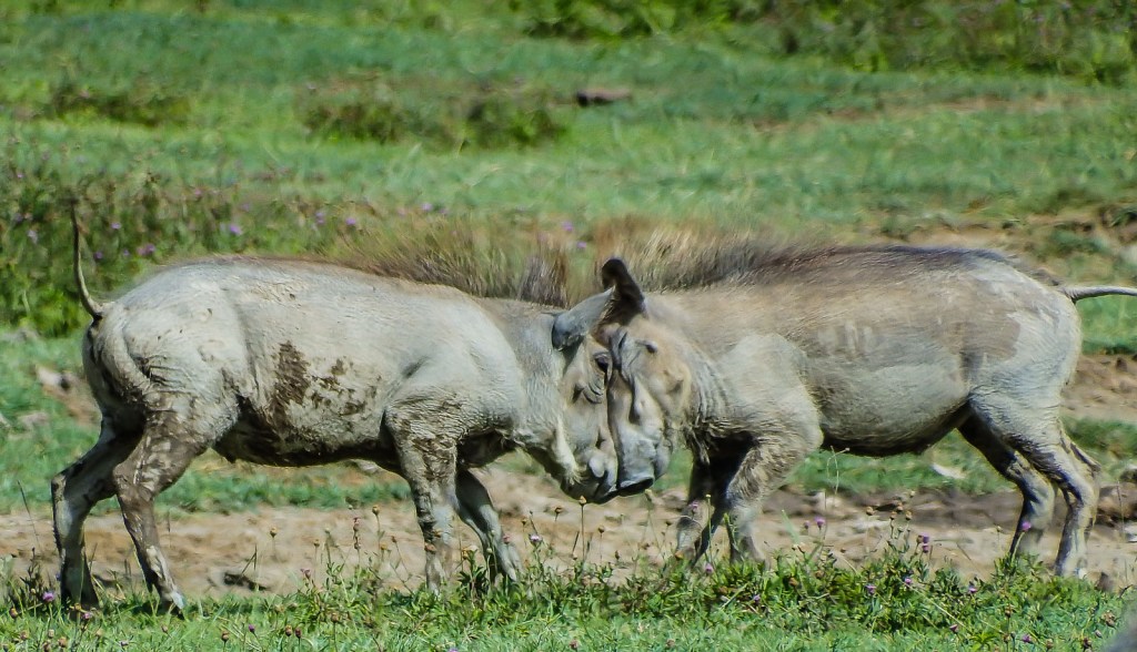 Young Warthogs Playing