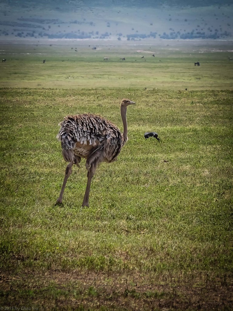 Female Ostrich Is The Family Breadwinner