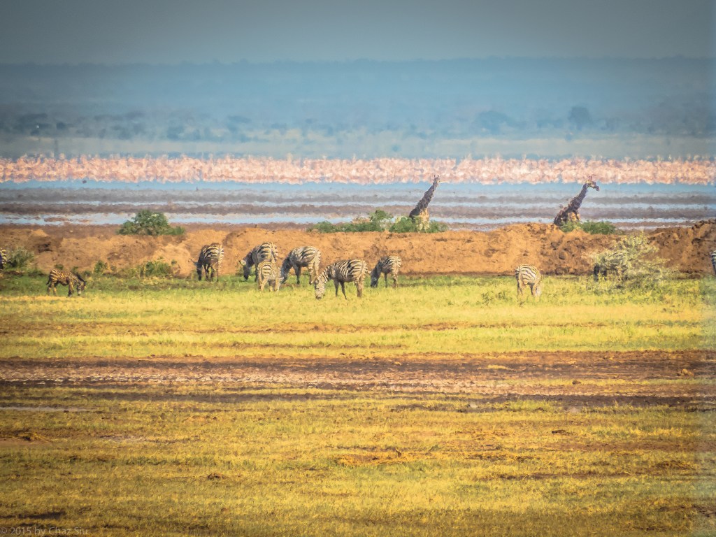 Flamingos, Giraffes, Zebra - Lake Manyara
