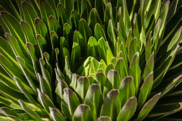 Giant Lobelia Closeup