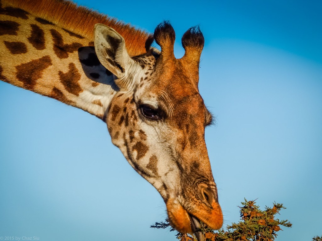 Out Of The Crater On The Way To The Serengeti - This Guy