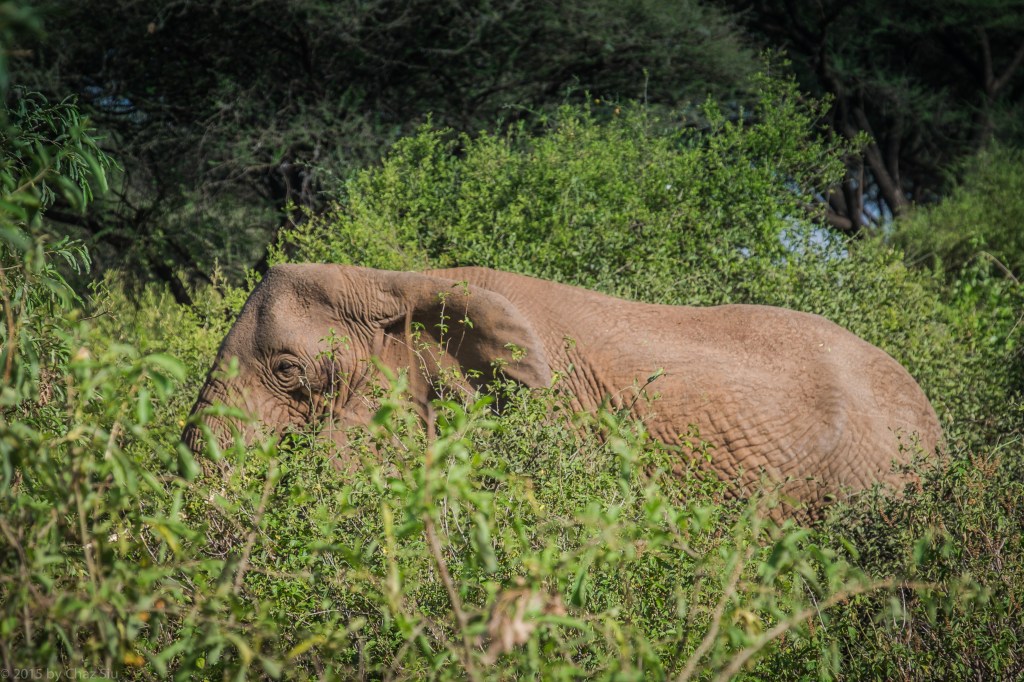 I'm Not The Elephant You're Looking For (1st One We Spotted)