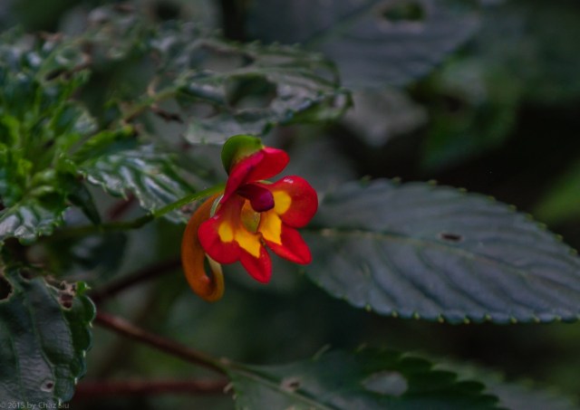 Impatiens kilmanjari