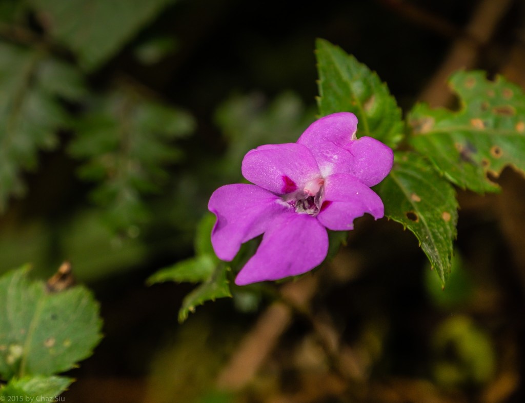 Impatiens Pseudoviola