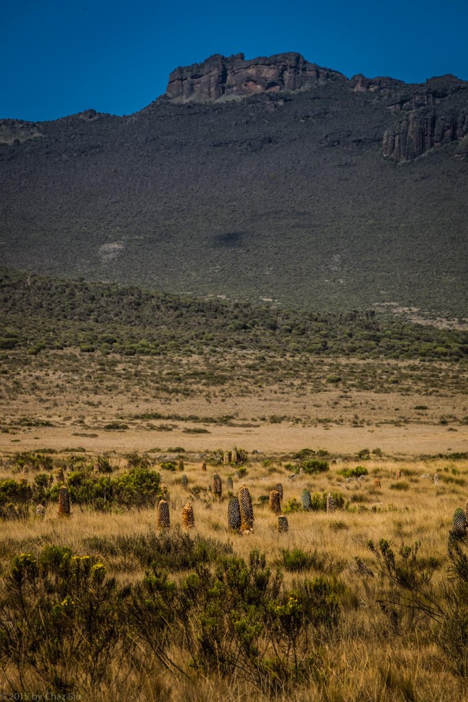 Fields of Giant Lobelia on the Shira Plateau
