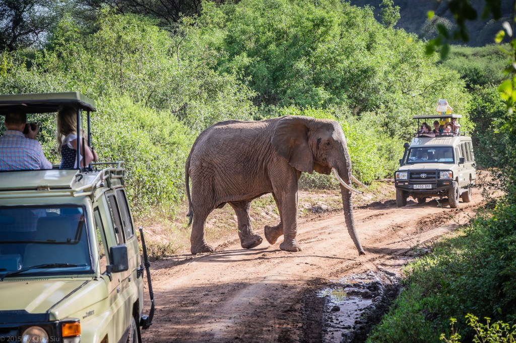 Junior Crosses The Road