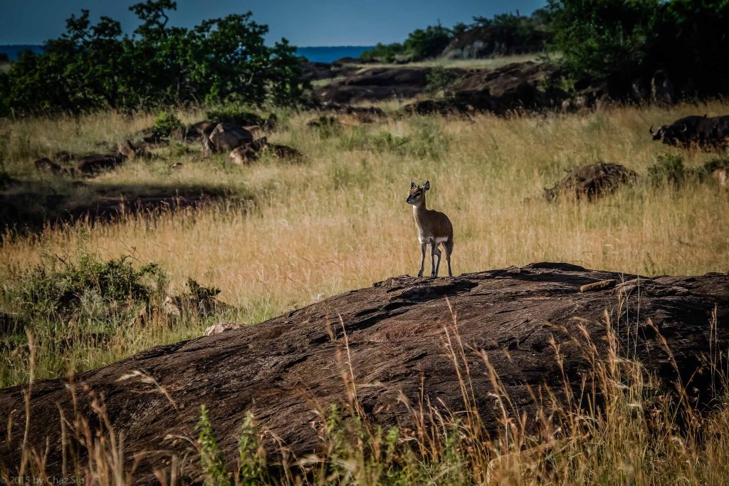 Mighty L'il Klipspringer Is King Of His Rock