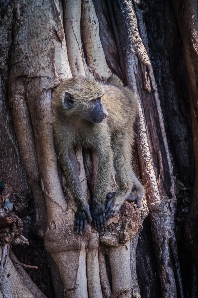 Lake Manyara Young Baboon  In Tree