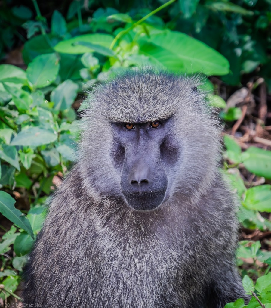 Lake Manyara Baboon