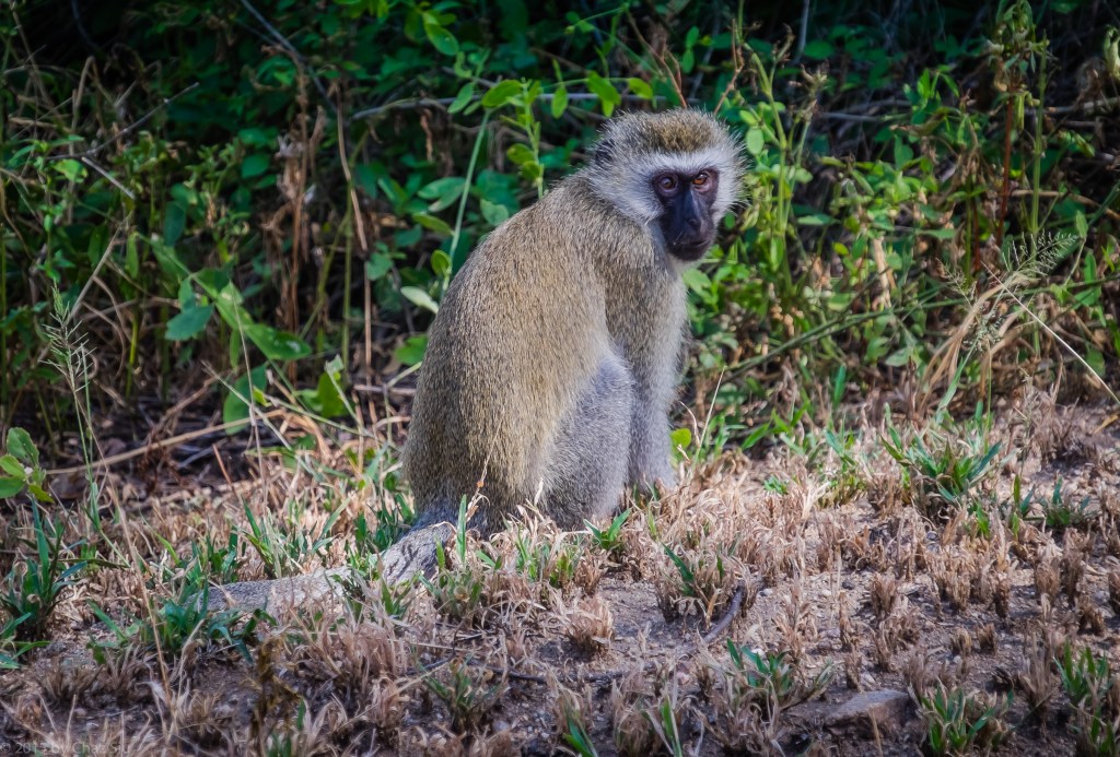 Lake Manyara Blue Monkey In The Grass