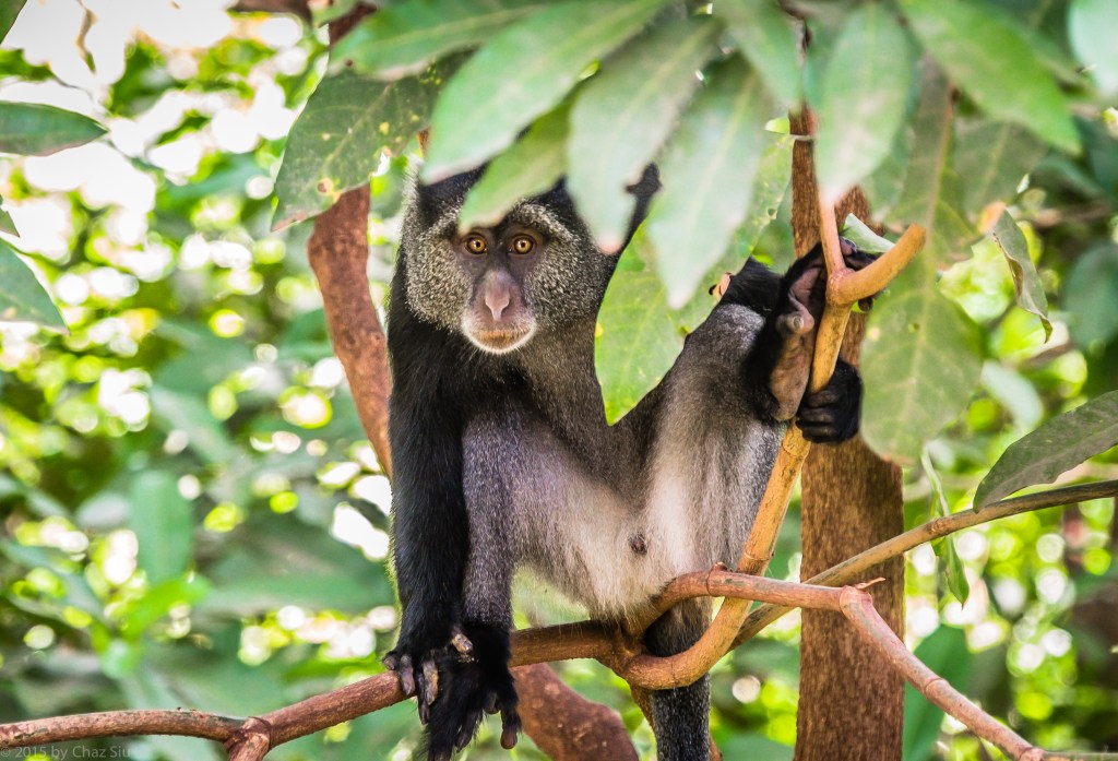 Lake Manyara Blue Monkey Can't Take His Eyes Off Of Us...or Vice Versa