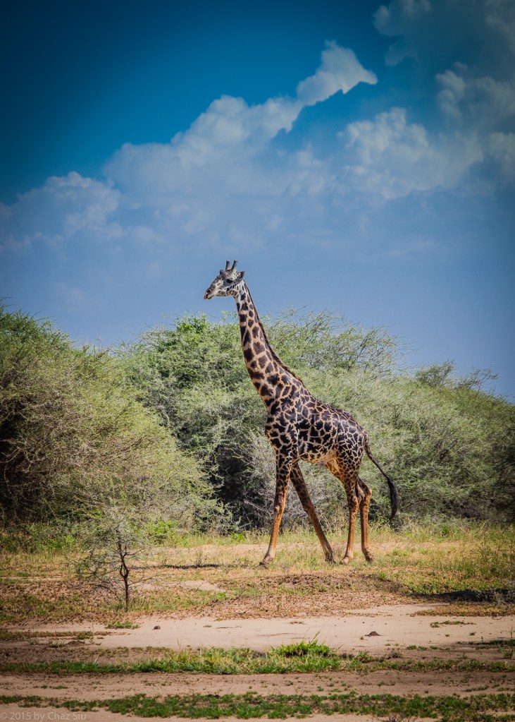 Lake Manyara - You Never Forget Your First Wild Giraffe