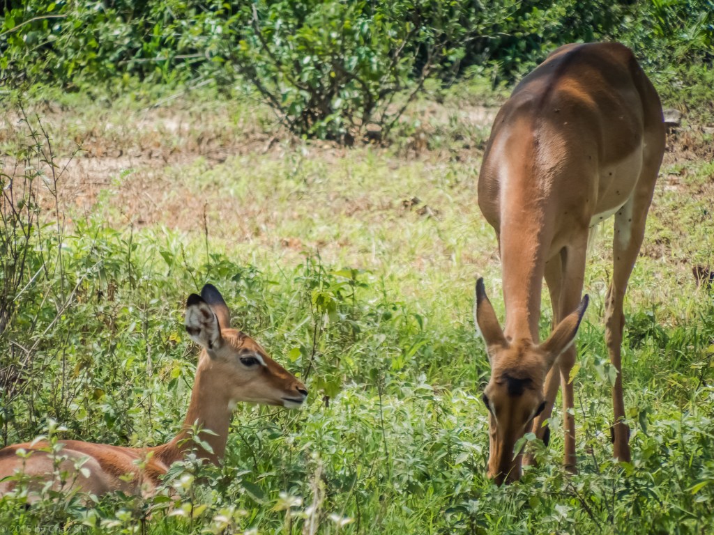 Lake Manyara Impala Mom and Baby
