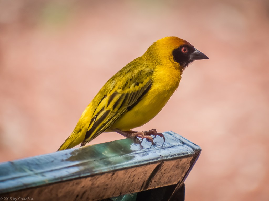 African Birds Were Amazing!  Lake Manyara Kilombero Weaver 