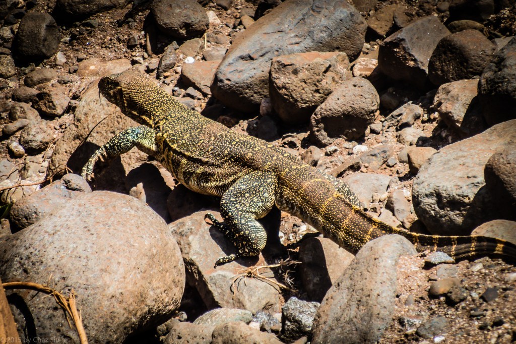 Lake Manyara Nile Monitor Lizard