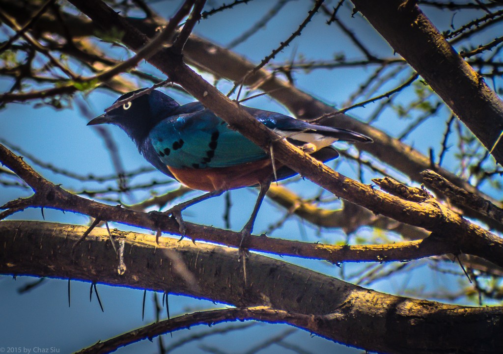 Lake Manyara Superb Starling