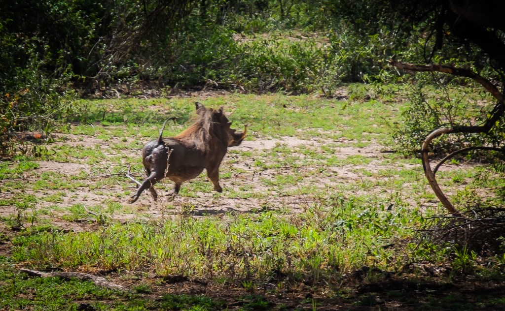 Lake Manyara Warthog Power Trot