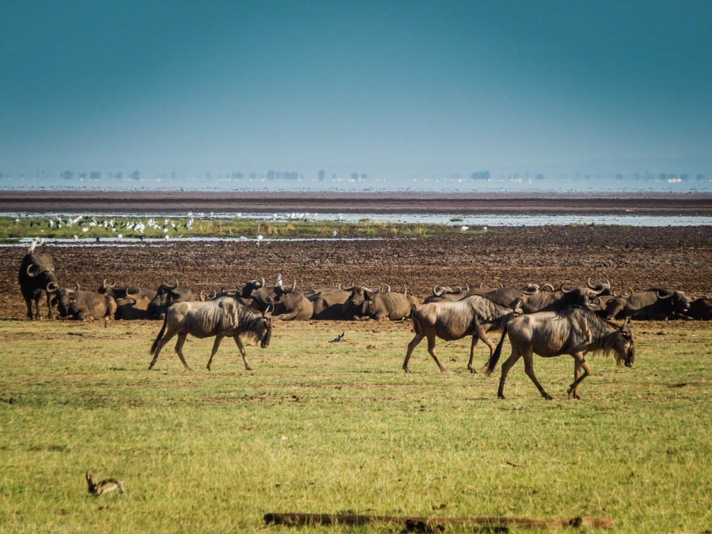 Wildebeests A-Plenty