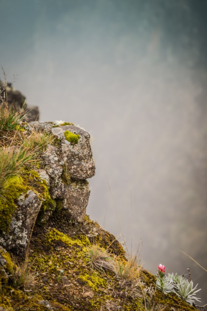 Lone Flower Above the Mist At Shira Cathedral Saddle