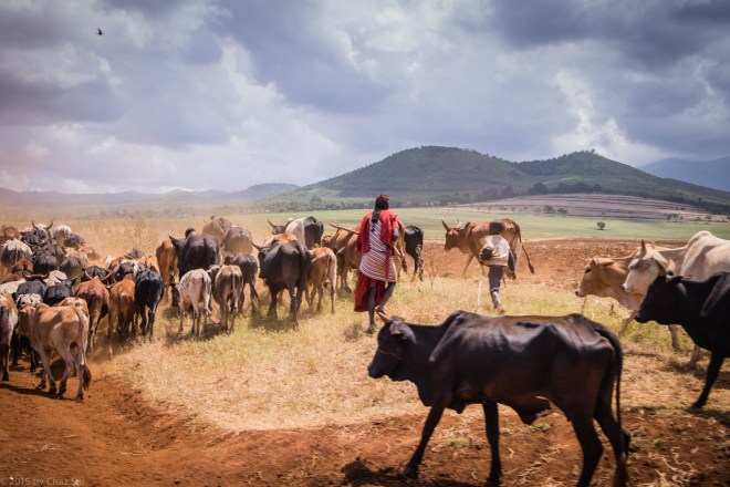 Maasai Herding Cattle On The Driuve to Kili