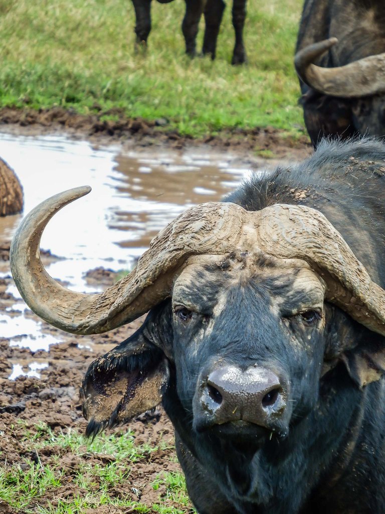 Cape Buffalo Makes Happy Face - NOT