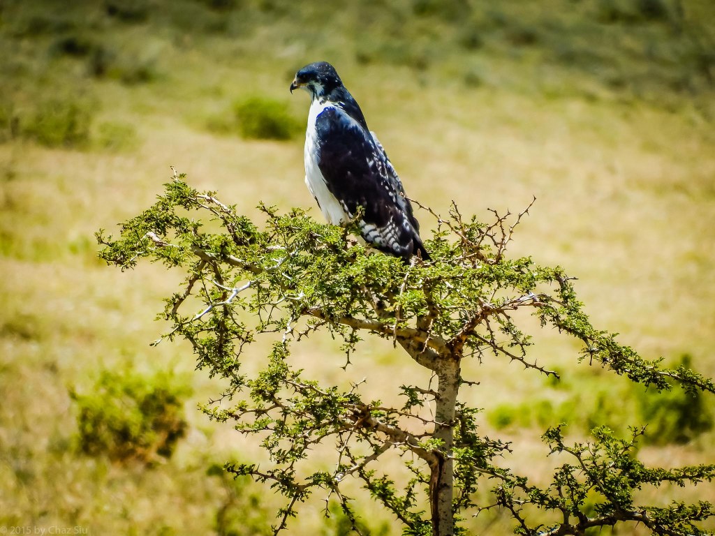 Augur Buzzard - Looks Like A Falcon