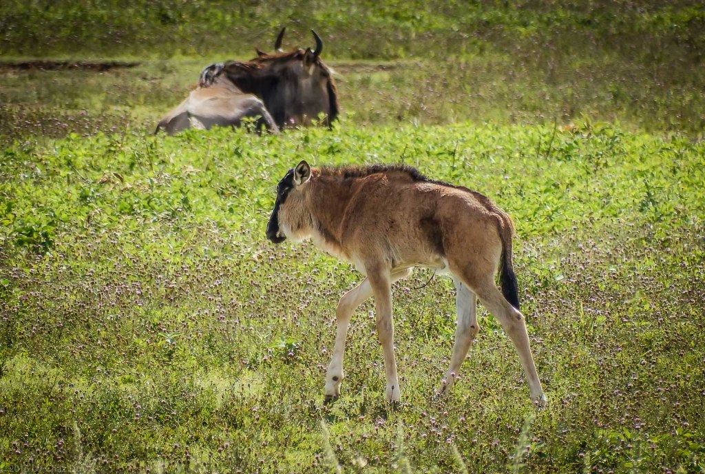 Baby Wildebeest With Mom Chilling In The Grass Nearby