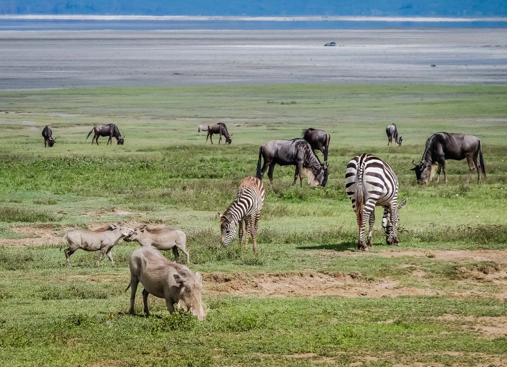 Ngorongoro Crater Diversity Is Everywhere