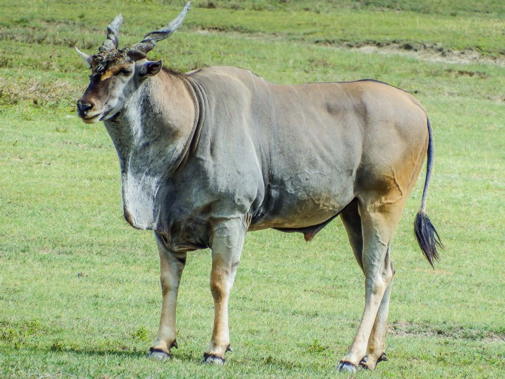 And This Guy Is the Giant Eland...a Huge Antelope.